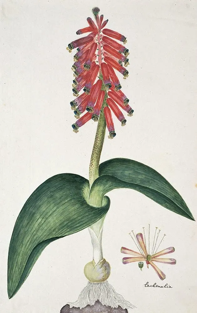 ArtDirect Robert Jacob Gordon 13x18 Black Ornate Frame and Double Matted Museum Art Print Titled: Lachenalia Bulbifera (Cirillo) Engl. (1777-1786)