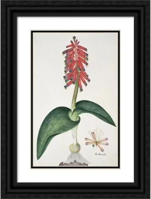 ArtDirect Robert Jacob Gordon 13x18 Black Ornate Frame and Double Matted Museum Art Print Titled: Lachenalia Bulbifera (Cirillo) Engl. (1777-1786)