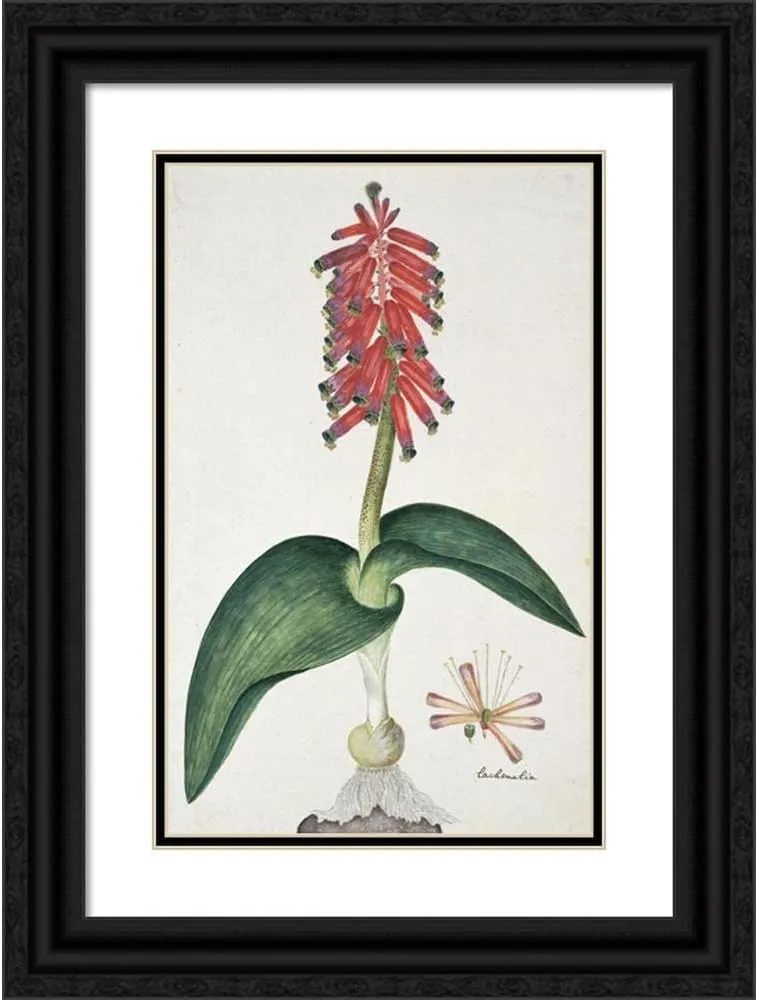 ArtDirect Robert Jacob Gordon 13x18 Black Ornate Frame and Double Matted Museum Art Print Titled: Lachenalia Bulbifera (Cirillo) Engl. (1777-1786)