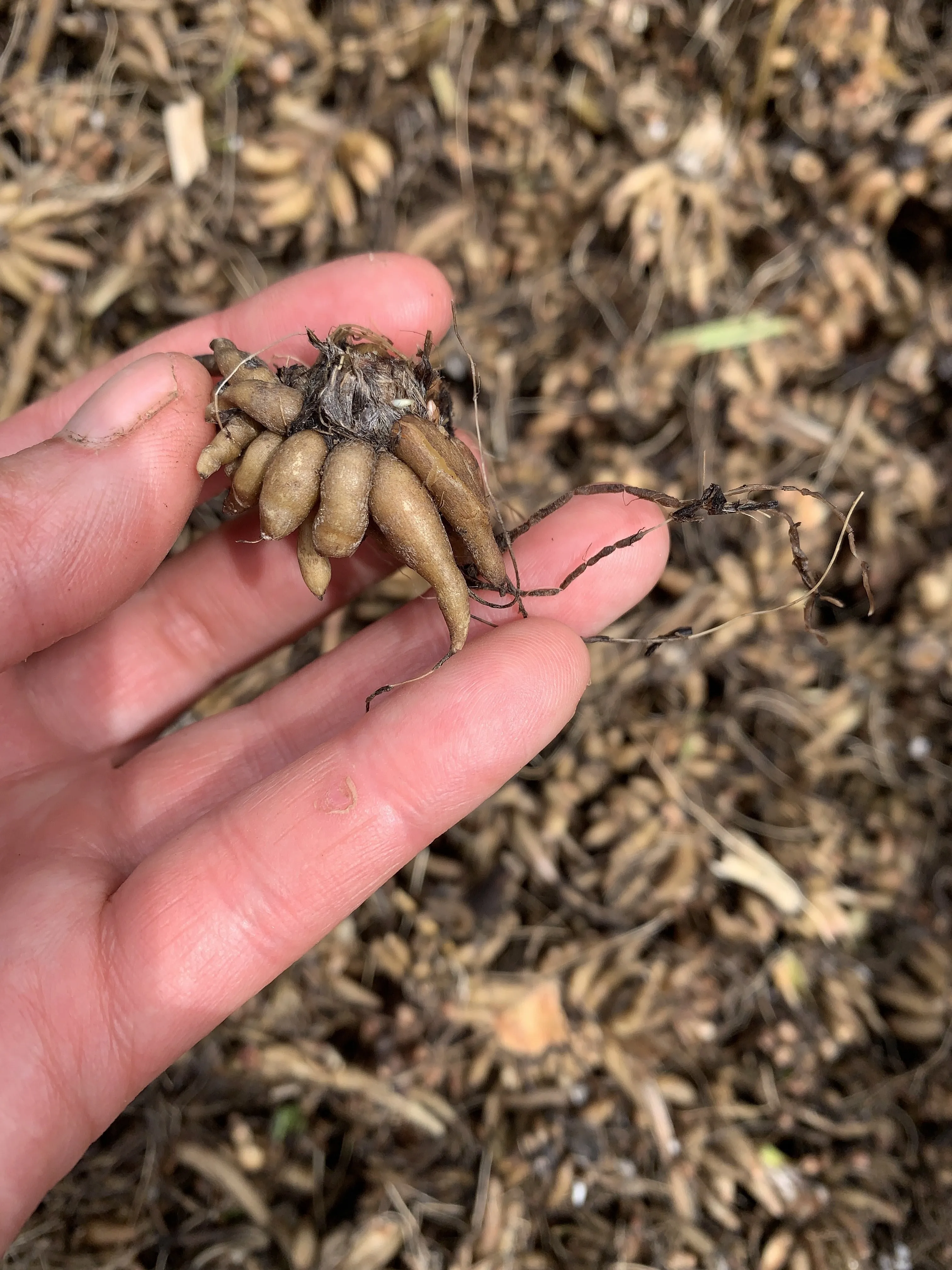 Ranunculus Corms-Cream