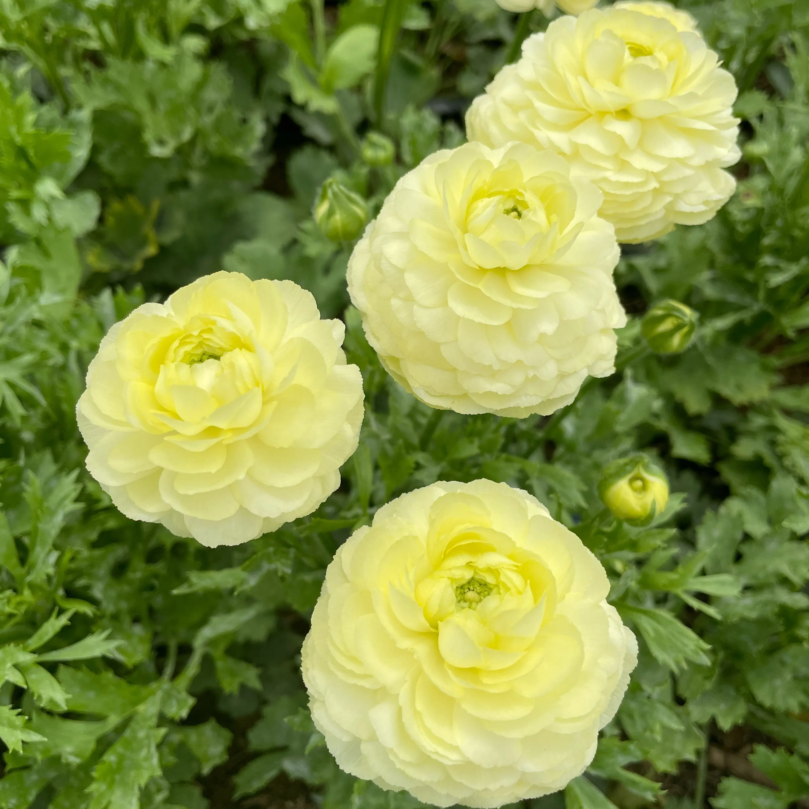 Ranunculus Corms-Cream