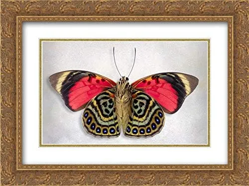 Reynolds, Richard 24x19 Gold Ornate Frame and Double Matted Museum Art Print Titled Claudina Agrias - Underside